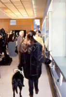 Museum Exhibit Design by Coco Raynes Associates, Inc. in Musee des Beaux Arts, Calais. Picture 5: Visually impaired visitor using the Raynes Rail - Audio and Braille rail as a part of the museography